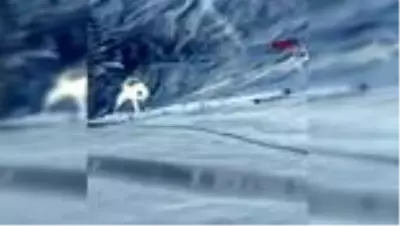 Son dakika! Yalova'da gölete düşen 2 köpeği itfaiye ekipleri kurtardı Son dakika! Yalova'da gölete düşen 2 köpeği itfaiye ekipleri kurtardı