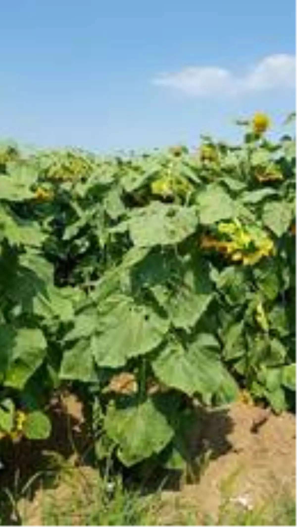 Altıntaş'ta tarımda alternatif ürün üretimi