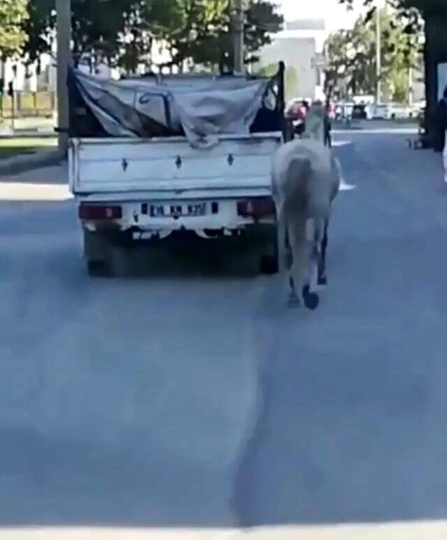 Hayvana eziyet kamerada! Atı, kamyonetin arkasına bağlayıp acımasızca koşturdu