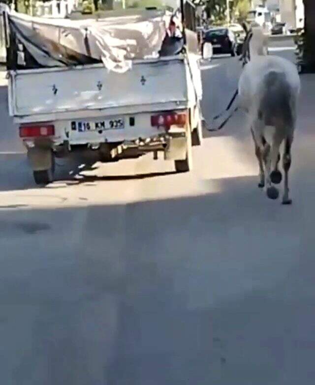 Hayvana eziyet kamerada! Atı, kamyonetin arkasına bağlayıp acımasızca koşturdu