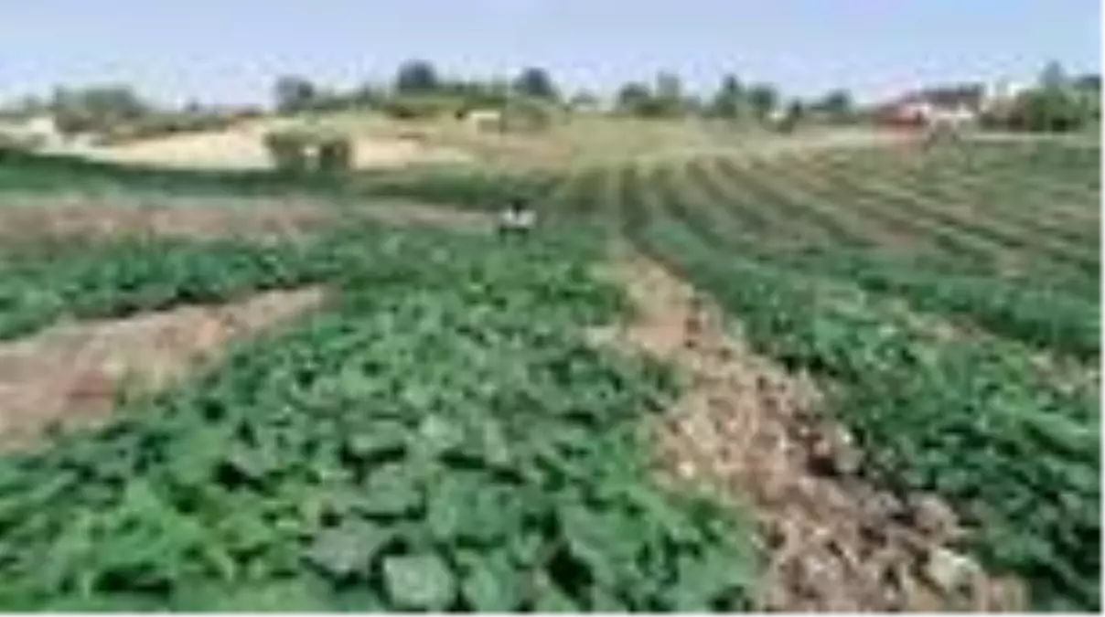 Koyun otlatıp, tarlada çalışan çocuklar fen lisesini kazandı