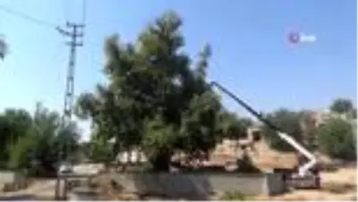 Tarihi Anıt ağaçların restorasyonuna başlandı Tarihi Anıt ağaçların restorasyonuna başlandı