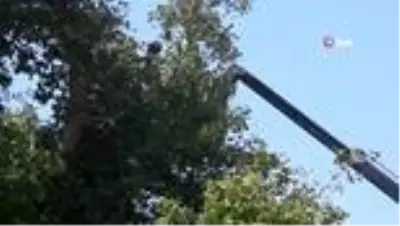 Tarihi Anıt ağaçların restorasyonuna başlandı Tarihi Anıt ağaçların restorasyonuna başlandı