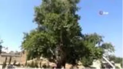 Tarihi Anıt ağaçların restorasyonuna başlandı Tarihi Anıt ağaçların restorasyonuna başlandı