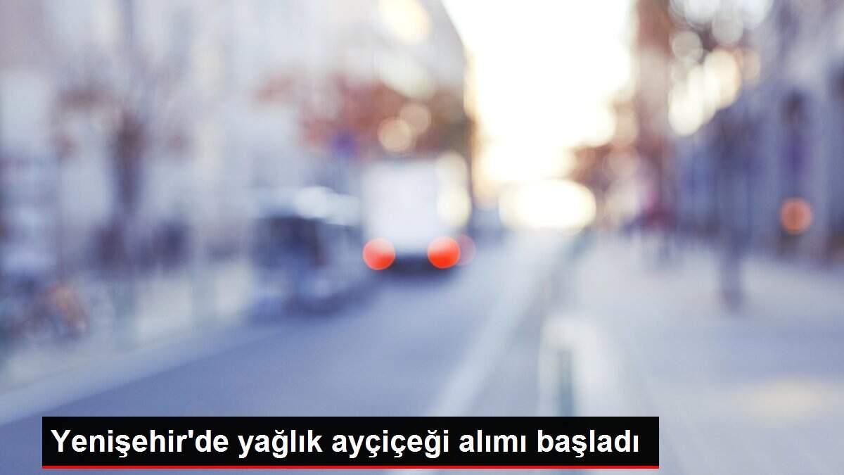 Yenişehir'de yağlık ayçiçeği alımı başladı