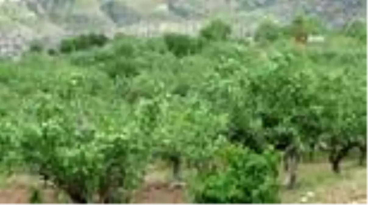 'Yeşil altın' üreticileri, mahsulü hırsızlara kaptırmaktan korkuyor