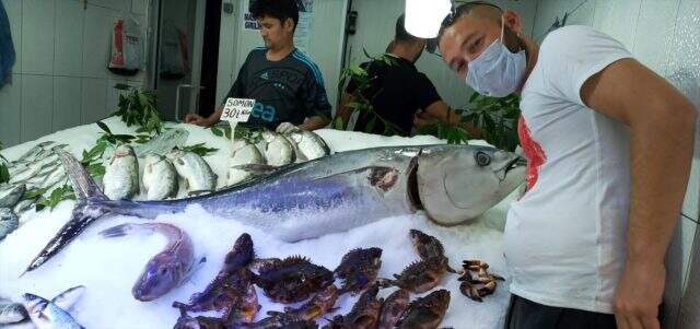 Sinop'ta 70 kilogramlık orkinos, görenleri hayrete düşürdü