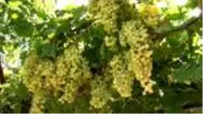 Üzüm hasat ve kurutma çalışmalarına yerinde inceleme
