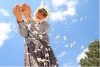 Ay çekirdeğinde bu yılki kalite ve ve fiyat üreticinin yüzünü güldürdü