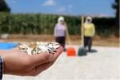 Ay çekirdeğinde bu yılki kalite ve ve fiyat üreticinin yüzünü güldürdü