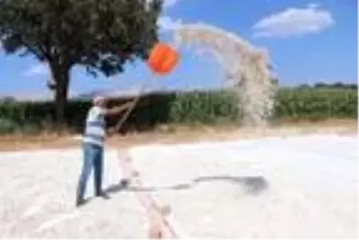 Ay çekirdeğinde bu yılki kalite ve ve fiyat üreticinin yüzünü güldürdü