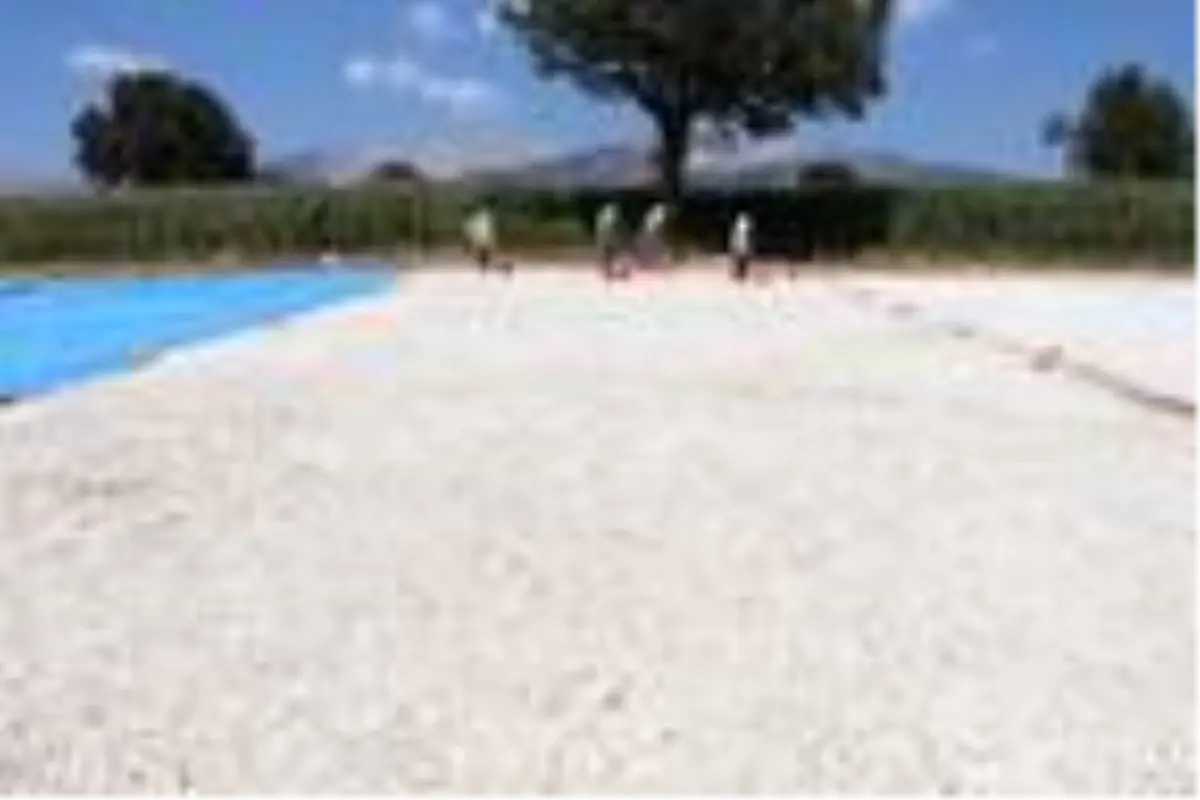 Ay çekirdeğinde bu yılki kalite ve fiyat üreticinin yüzünü güldürdü