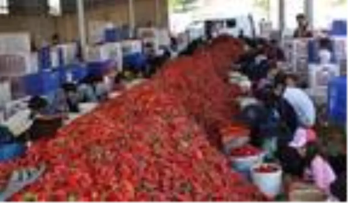 Gaziantep'in İslahiye ilçesinde yetiştirilen kırmızı biber, 7 bin kişinin geçimini sağlıyor