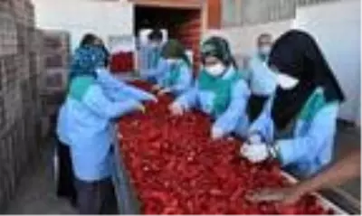 Gaziantep'in İslahiye ilçesinde yetiştirilen kırmızı biber, 7 bin kişinin geçimini sağlıyor Gaziantep'in İslahiye ilçesinde yetiştirilen kırmızı biber, 7 bin kişinin geçimini sağlıyor