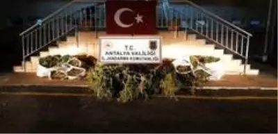 Jandarmadan Hint keneviri hasatı yapmaya hazırlanan 2 kişiye suçüstü Jandarmadan Hint keneviri hasatı yapmaya hazırlanan 2 kişiye suçüstü