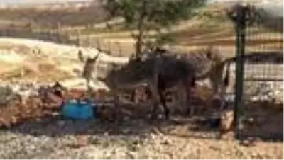 Midyat Belediyesinden, sokak hayvanlarına yönelik çalışma Midyat Belediyesinden, sokak hayvanlarına yönelik çalışma
