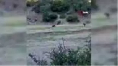 Tarlaları talan eden domuzun yakalanma anları kameraya yansıdı Tarlaları talan eden domuzun yakalanma anları kameraya yansıdı