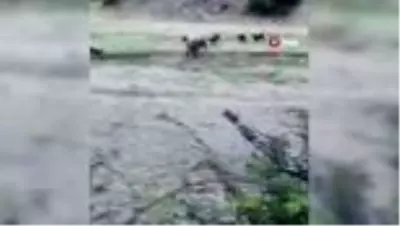 Tarlaları talan eden domuzun yakalanma anları kameraya yansıdı