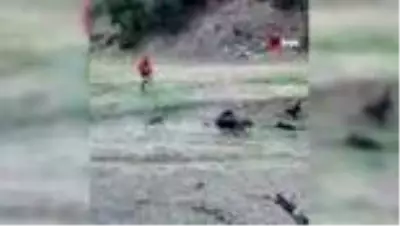 Tarlaları talan eden domuzun yakalanma anları kameraya yansıdı