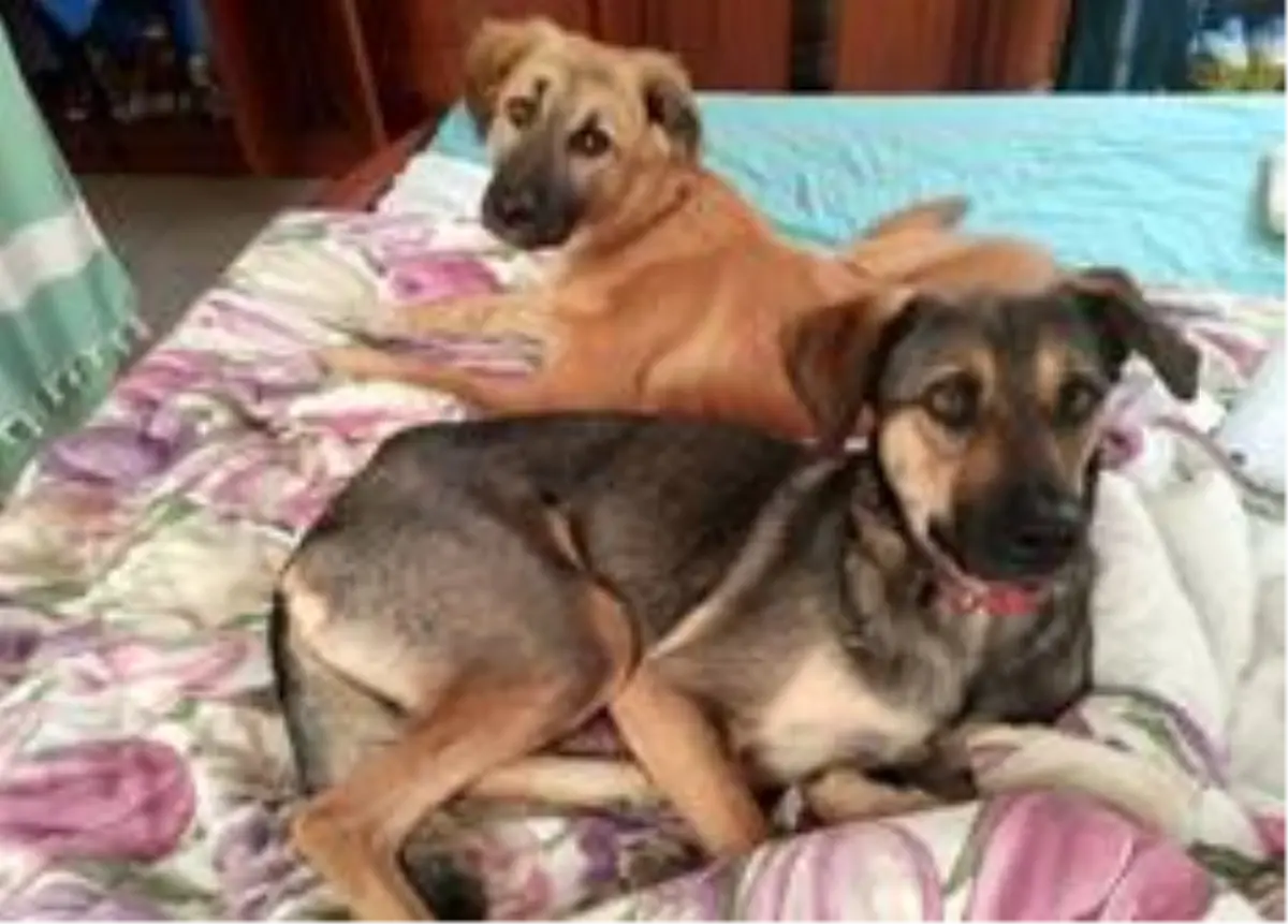 Beyrut patlamasının kayıp köpekleri: 'Patlamanın ardından köpeğimle nasıl yeniden buluştuk?'