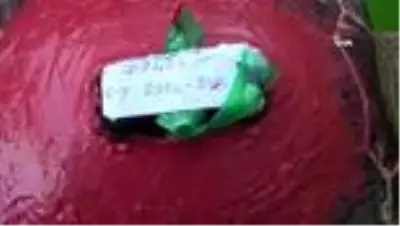 Uydu takip cihazı takılan kaplumbağlar denizle buluştu Uydu takip cihazı takılan kaplumbağlar denizle buluştu