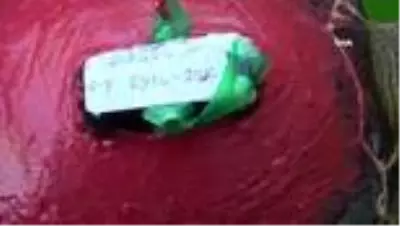 Uydu takip cihazı takılan kaplumbağlar denizle buluştu Uydu takip cihazı takılan kaplumbağlar denizle buluştu