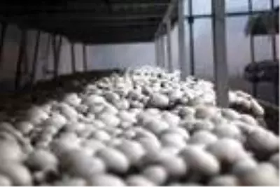 Bolu'da 70 bin TL yatırımla mantar üretimine başlayan vatandaş, 45 günde 20 bin TL kazandı Bolu'da 70 bin TL yatırımla mantar üretimine başlayan vatandaş, 45 günde 20 bin TL kazandı