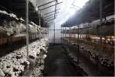 Bolu'da 70 bin TL yatırımla mantar üretimine başlayan vatandaş, 45 günde 20 bin TL kazandı Bolu'da 70 bin TL yatırımla mantar üretimine başlayan vatandaş, 45 günde 20 bin TL kazandı