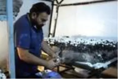 Bolu'da 70 bin TL yatırımla mantar üretimine başlayan vatandaş, 45 günde 20 bin TL kazandı Bolu'da 70 bin TL yatırımla mantar üretimine başlayan vatandaş, 45 günde 20 bin TL kazandı