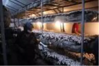 Bolu'da 70 bin TL yatırımla mantar üretimine başlayan vatandaş, 45 günde 20 bin TL kazandı Bolu'da 70 bin TL yatırımla mantar üretimine başlayan vatandaş, 45 günde 20 bin TL kazandı