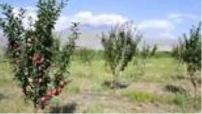 Çorak araziyi bahçeye dönüştüren esnaf tonlarca meyve yetiştiriyor