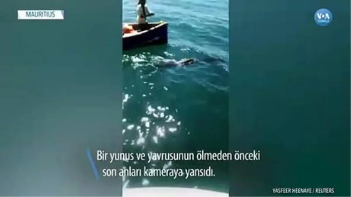 Mauritius'taki çevre felaketinde yunuslar ölüyor