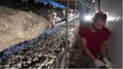 Son dakika haberi: Sağlık sorunları nedeniyle başladığı işten 50 günde 25 bin TL kazanıyor Son dakika haberi: Sağlık sorunları nedeniyle başladığı işten 50 günde 25 bin TL kazanıyor