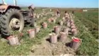 Siverekli işçilerin hasat mücadelesi Siverekli işçilerin hasat mücadelesi