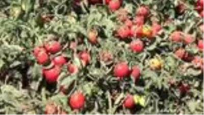 Siverekli işçilerin hasat mücadelesi Siverekli işçilerin hasat mücadelesi