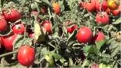 Siverekli işçilerin hasat mücadelesi Siverekli işçilerin hasat mücadelesi