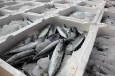 Beklenen gün geldi! 'Vira Bismillah' diyen balıkçılar kasalar dolusu palamutla döndü Beklenen gün geldi! 'Vira Bismillah' diyen balıkçılar kasalar dolusu palamutla döndü
