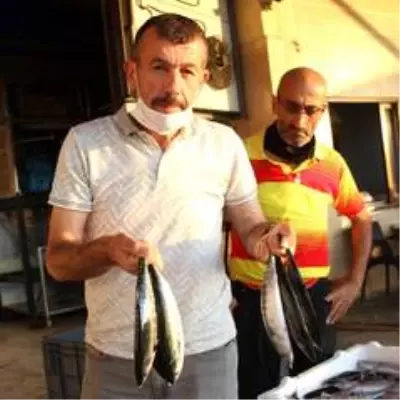 Beklenen gün geldi! 'Vira Bismillah' diyen balıkçılar kasalar dolusu palamutla döndü Beklenen gün geldi! 'Vira Bismillah' diyen balıkçılar kasalar dolusu palamutla döndü