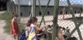 Sinop: Sinoplu hayvanseverler, sosyal medya aracılığıyla sokak hayvanlarını sahiplendiriyor Sinop: Sinoplu hayvanseverler, sosyal medya aracılığıyla sokak hayvanlarını sahiplendiriyor