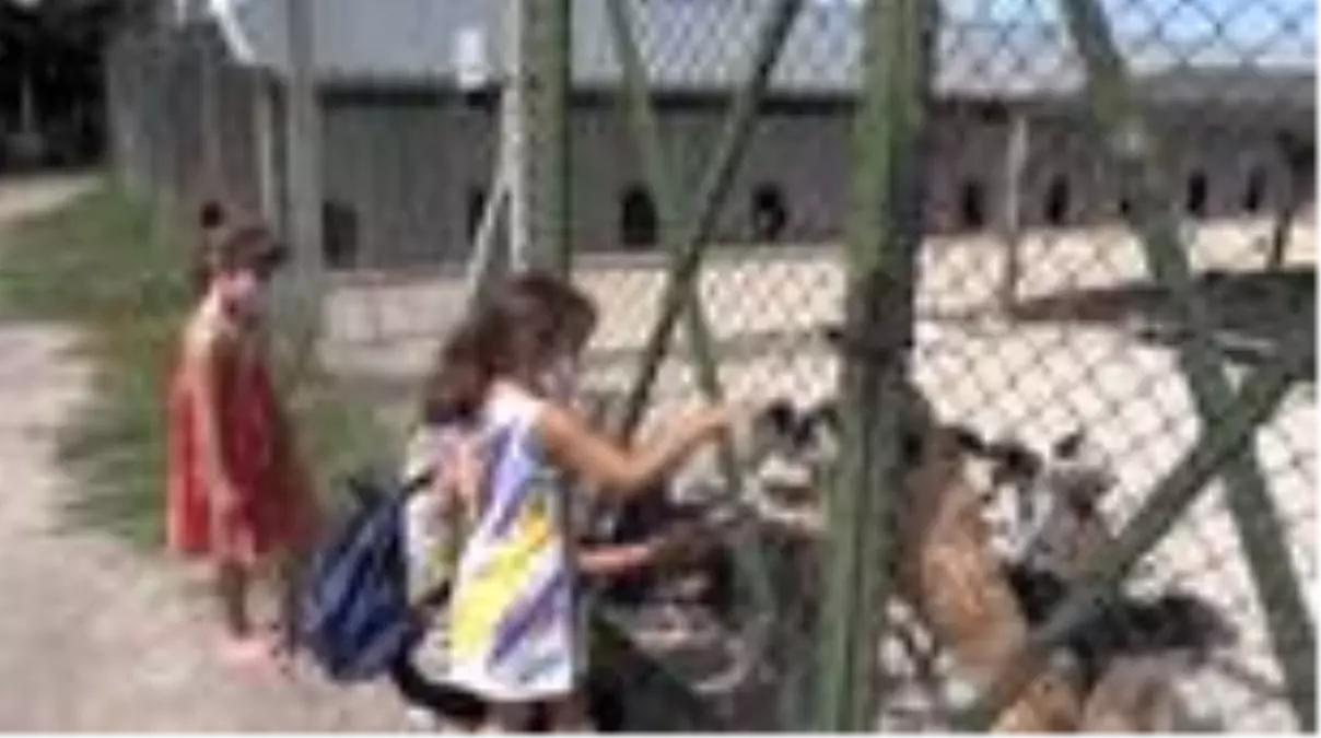 Sinoplu hayvanseverler, sosyal medya aracılığıyla sokak hayvanlarını sahiplendiriyor