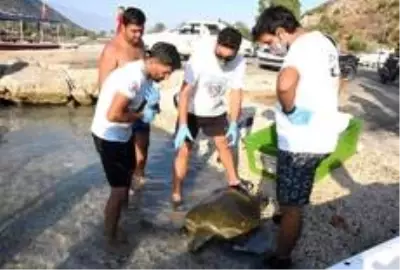 Antalya'da yaralı caretta, 3 saat süren çalışmayla sudan çıkarıldı Antalya'da yaralı caretta, 3 saat süren çalışmayla sudan çıkarıldı
