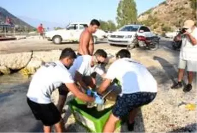 Antalya'da yaralı caretta, 3 saat süren çalışmayla sudan çıkarıldı Antalya'da yaralı caretta, 3 saat süren çalışmayla sudan çıkarıldı