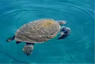 Antalya'da yaralı caretta, 3 saat süren çalışmayla sudan çıkarıldı Antalya'da yaralı caretta, 3 saat süren çalışmayla sudan çıkarıldı