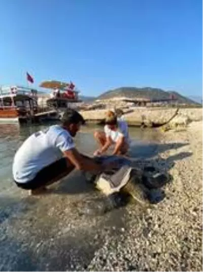 Antalya'da yaralı caretta, 3 saat süren çalışmayla sudan çıkarıldı Antalya'da yaralı caretta, 3 saat süren çalışmayla sudan çıkarıldı