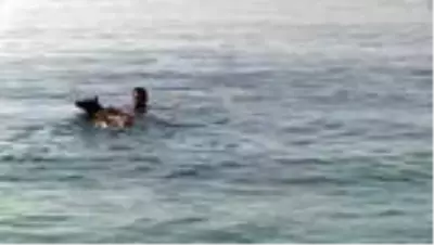 Cankurtaran köpeği Fox Konyaaltı sahilinde göreve başladı