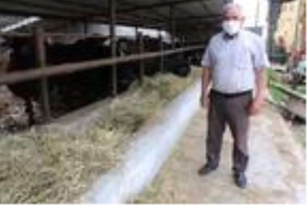 Samsun'da üretilen manda sütünden İtalyanların meşhur mozzarella peyniri yapılacak