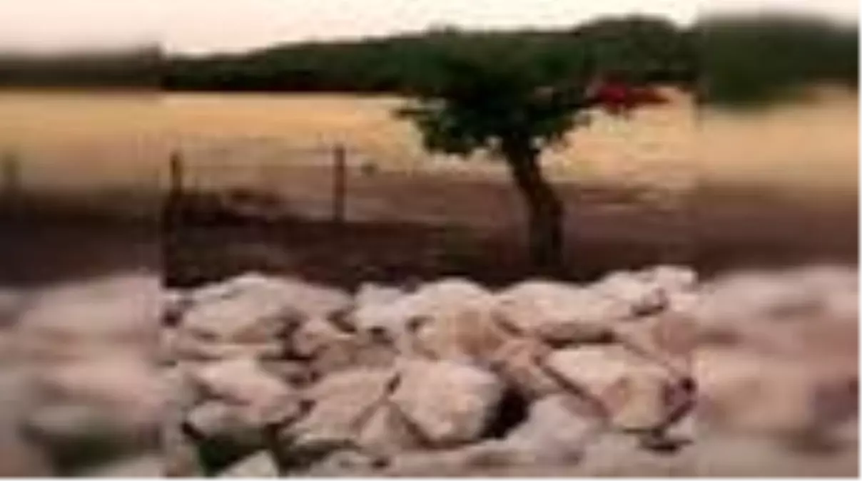 Tilki ve Kangal köpeğinin dostluğu kamerada