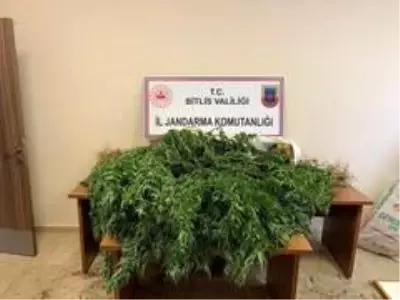 Bitlis'te 94 kilo 850 gram kubar esrar ile 237 kök kenevir ele geçirildi Bitlis'te 94 kilo 850 gram kubar esrar ile 237 kök kenevir ele geçirildi