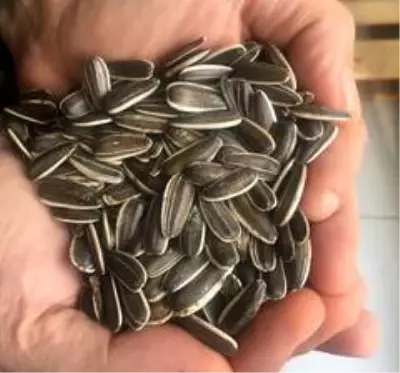Çorumda çerezlik ayçiçeği yetiştiriciliği alanları hızla artıyor Çorumda çerezlik ayçiçeği yetiştiriciliği alanları hızla artıyor