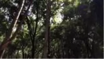 Güneydoğu Anadolu'da eylül ayı sıcakları bunaltıyor Güneydoğu Anadolu'da eylül ayı sıcakları bunaltıyor
